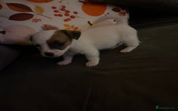 Jack Russell dogs for sale: Jack Russell puppies for sale  - Image 4