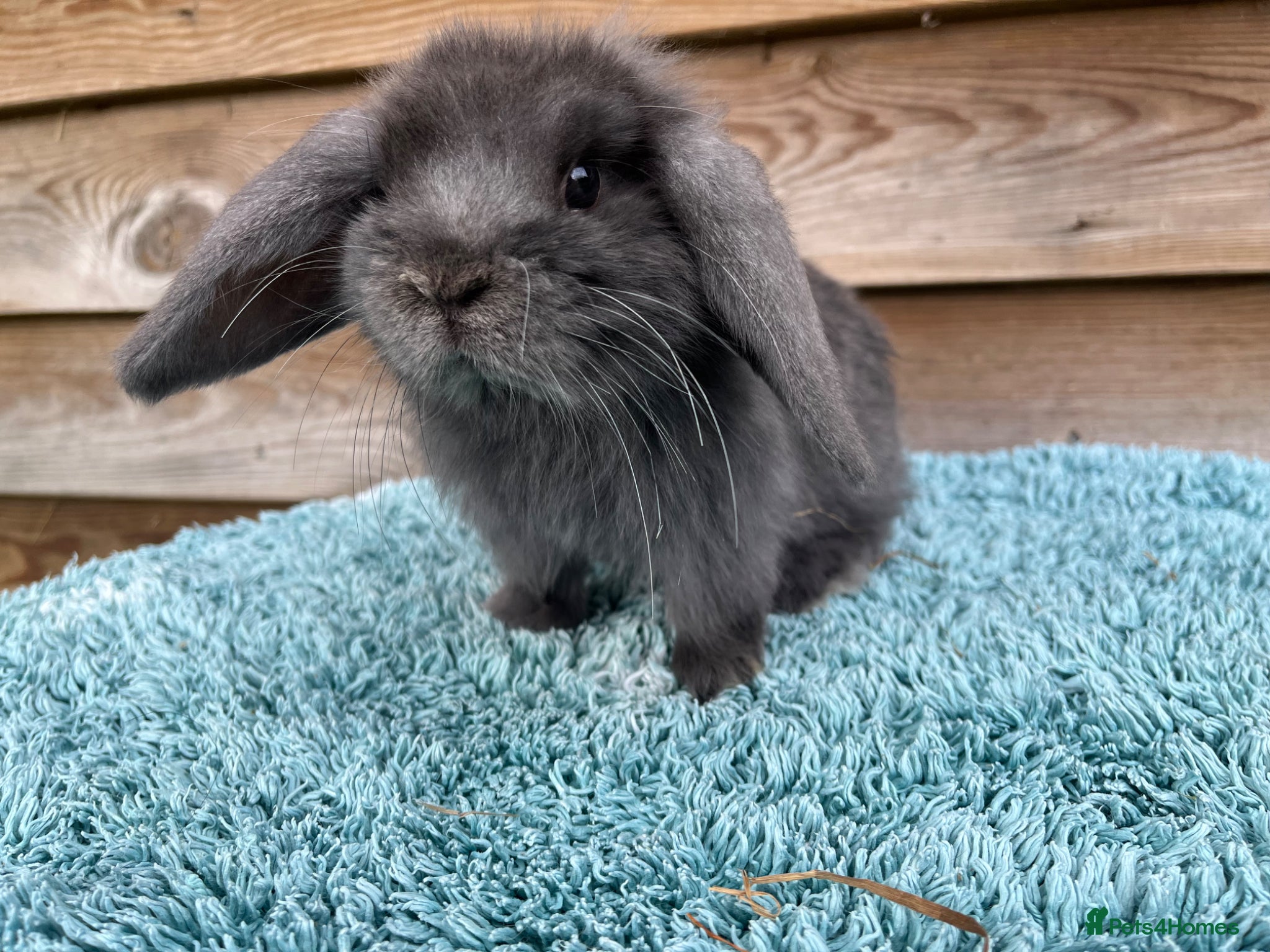 Mini Lop rabbits for sale: Gorgeous pure Mini lops  - Advert 11