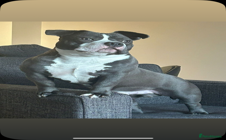 American Bully dogs Pocket Bully - Advert 12