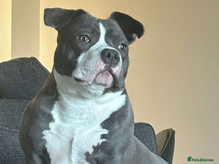 American Bully dogs Pocket Bully - Advert 2