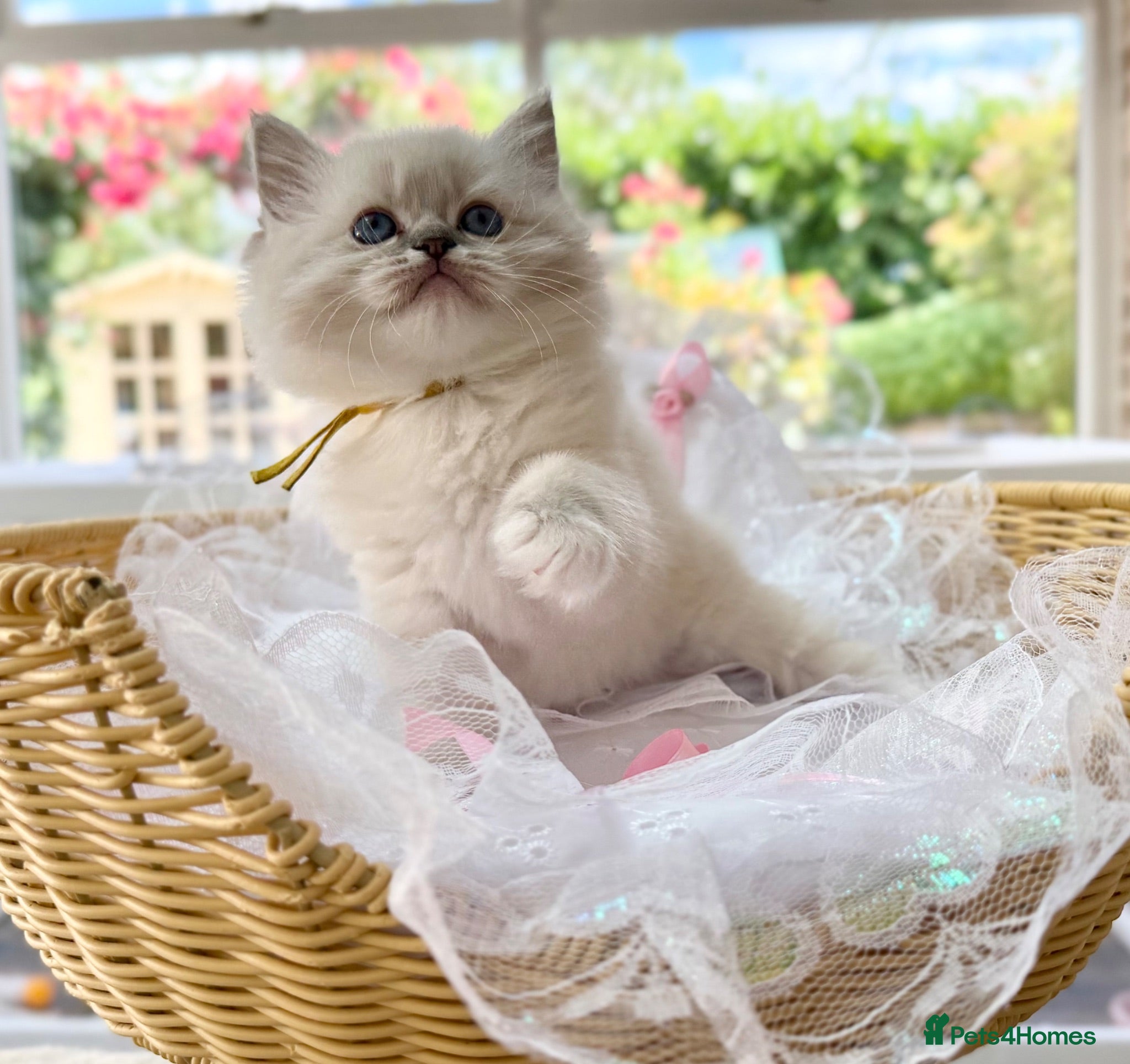 Ragdoll cats PET only boys  - Advert 2