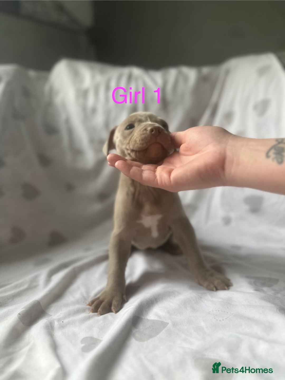 Mixed Breed dogs for sale: Beautiful staffie cross bullmastiff puppies  - Image 8
