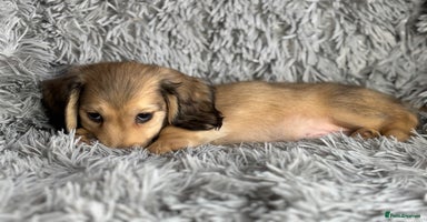 Miniature Dachshund dogs PRA Clear Long Haired Miniature Dachshunds - Advert 3