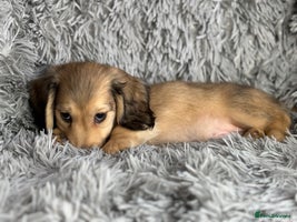 Miniature Dachshund dogs PRA Clear Long Haired Miniature Dachshunds - Advert 16