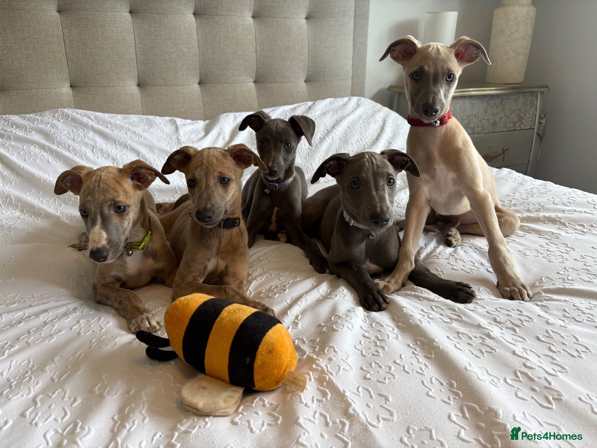 Whippet dogs for sale: Beautiful KC Registered Whippets  - Advert 2