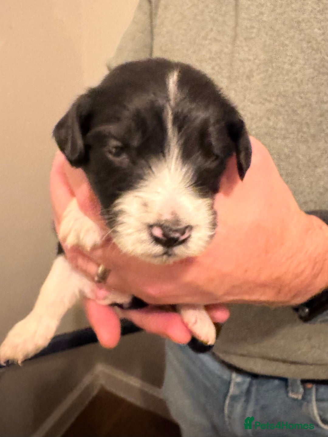 Bordoodle dogs for sale: 🐾 Beautiful Bordoodle Puppies Available 🐾 - Advert 24