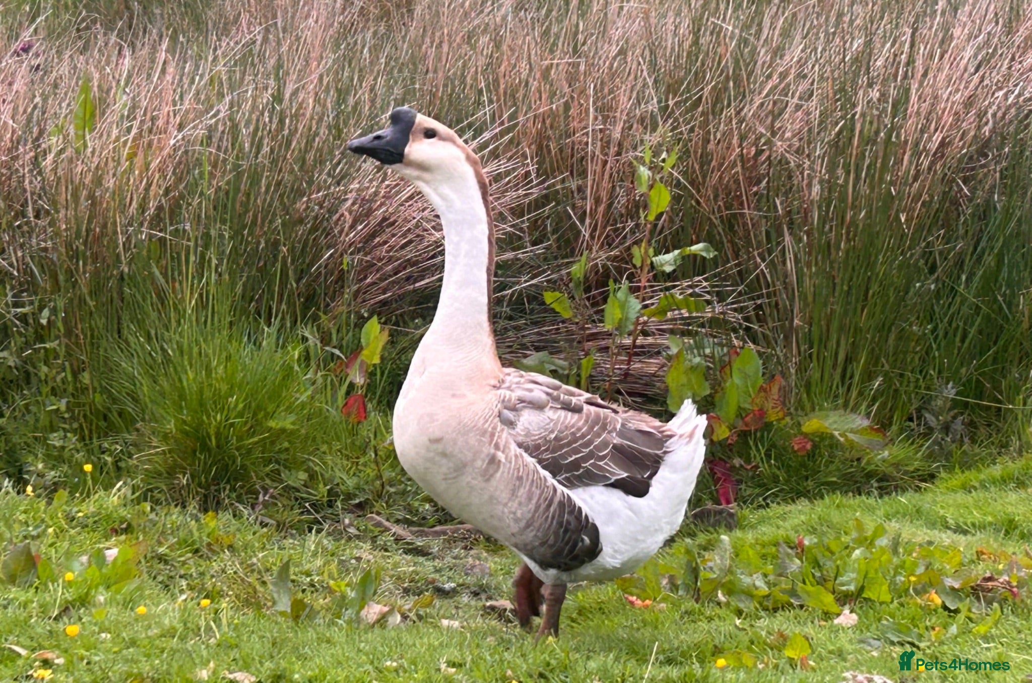 Geese poultry African Gander for sale - Advert 16