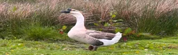 Geese poultry for sale: African Gander for sale - Advert 1