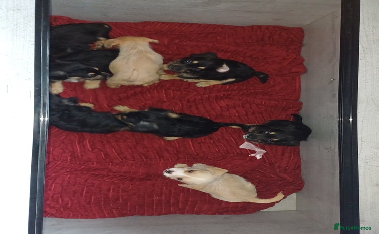 Mixed Breed dogs - Advert 1