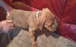 Cane Corso dogs for sale: 100 percent cane corsos puppys - Image 8