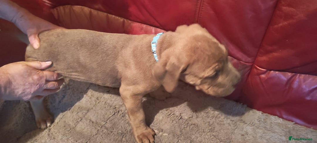 Cane Corso dogs for sale: 100 percent cane corsos puppys - Image 8