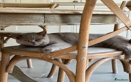 British Shorthair cats for sale: 2 lilac British shorthair cats - Image 4