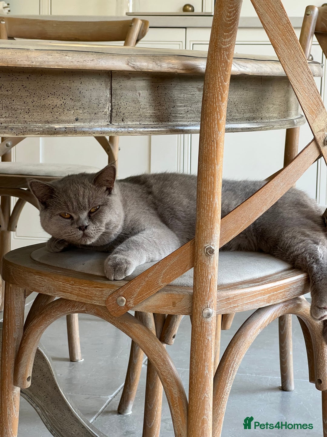 British Shorthair cats for sale: 2 lilac British shorthair cats - Image 4