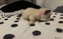 Ragdoll cats for sale: Ragdoll kittens  - Image 3