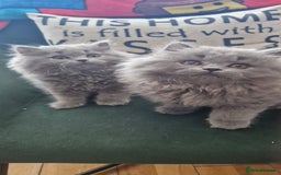 British Longhair cats for sale: british shorthair and shorthair males - Image 2