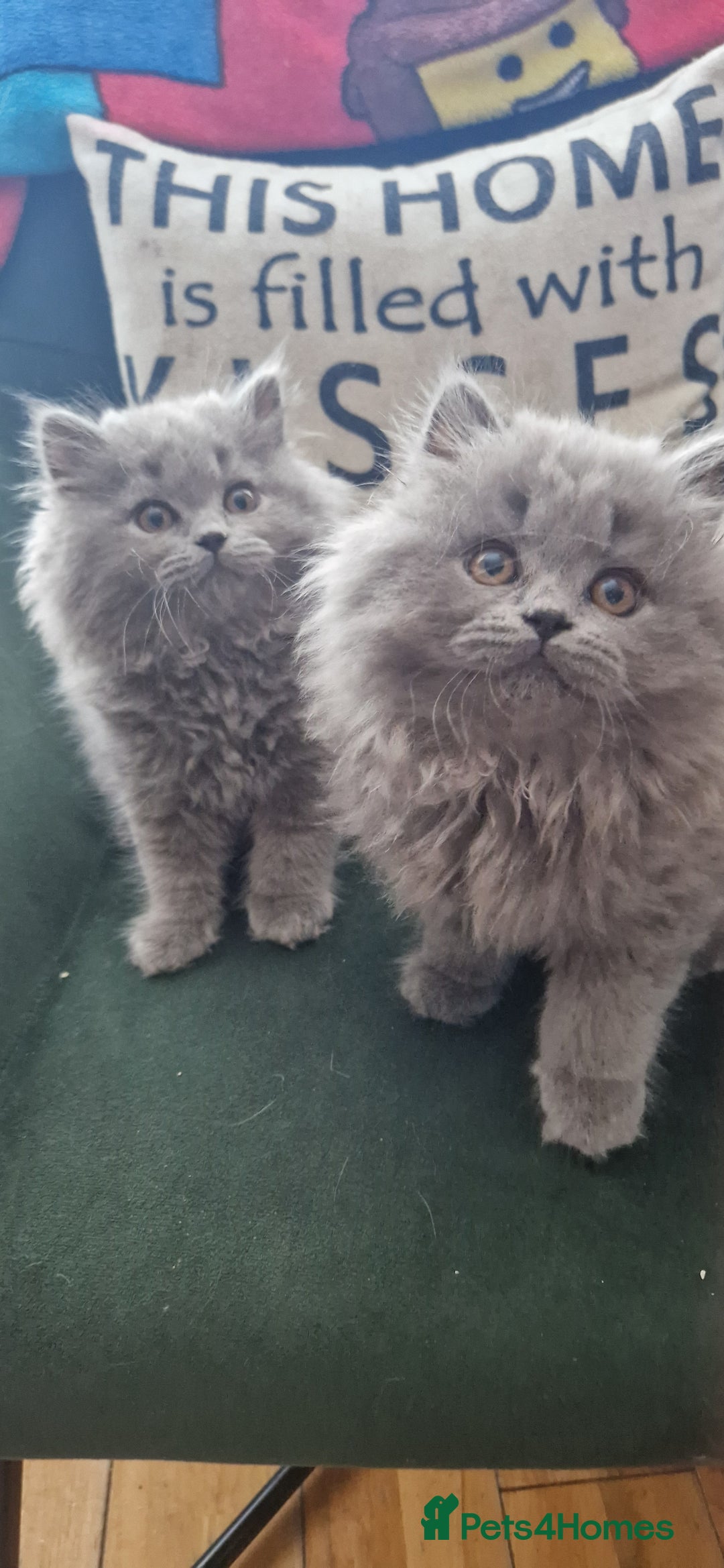 British Longhair cats for sale: british shorthair and shorthair males - Image 2