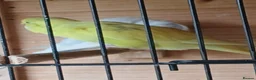 Budgerigars birds for sale: Aviary breed baby budgies - Advert 7