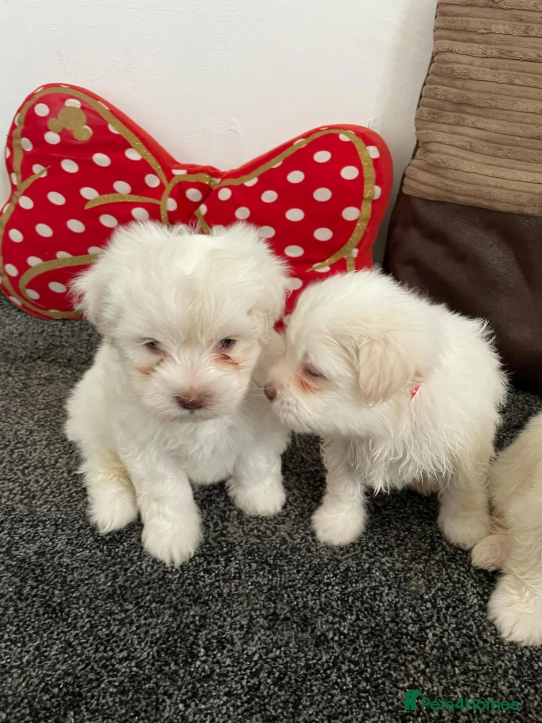 Bichon Frise dogs for sale: 3 adorable boys  - Advert 4