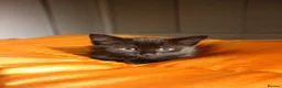 Mixed Breed cats for sale: 2 kittens, brother and sister  in London - Advert 6