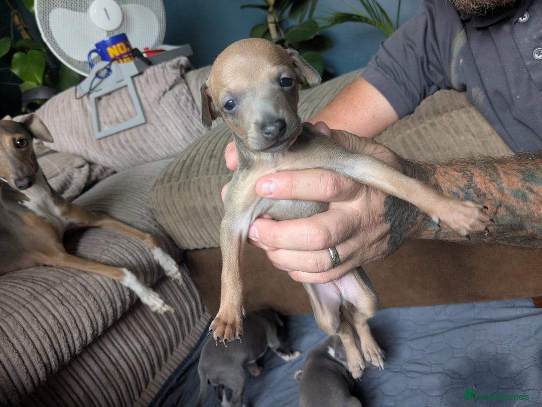 Italian Greyhound dogs for sale: Beautiful KC registered ITALIAN GREYHOUNDS  - Image 7