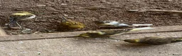 Canaries birds for sale: Beautiful Canaries Looking For A New Home in Ipswich - Advert 2