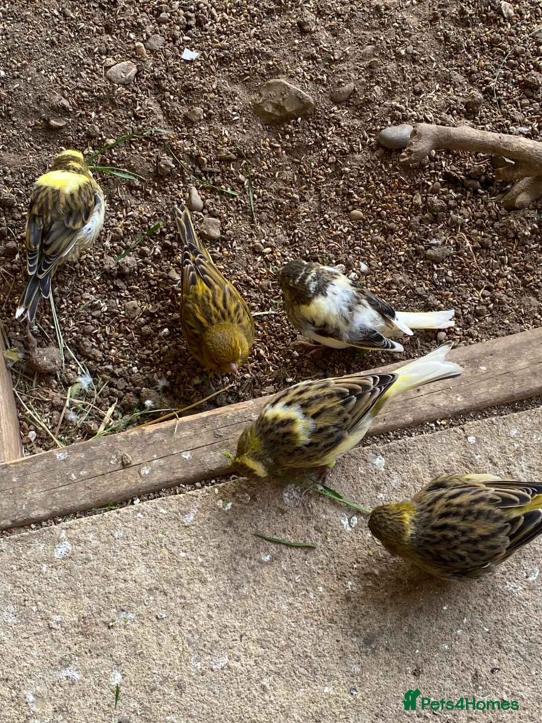 Canaries birds for sale: Beautiful Canaries Looking For A New Home in Ipswich - Advert 2