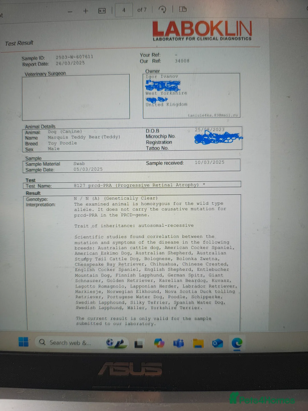 Toy Poodle dogs for stud: KC Reg toy poodle, DNA Test Clear, only for stud - Advert 8