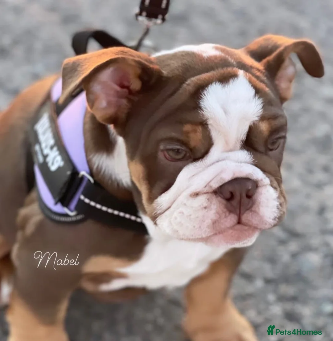 English Bulldog dogs for sale: English bulldog female 4 years old  in Coalville - Advert 9