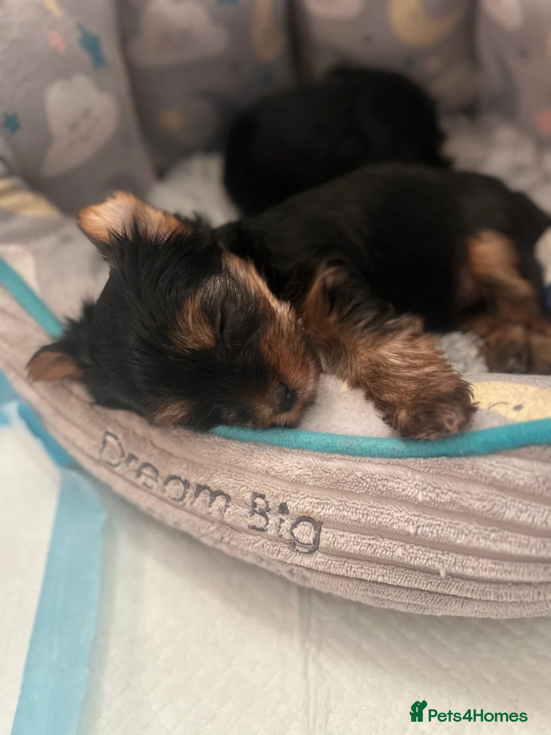 Yorkshire Terrier dogs for sale: Stunning Yorkshire Terriers Puppies  - Advert 19