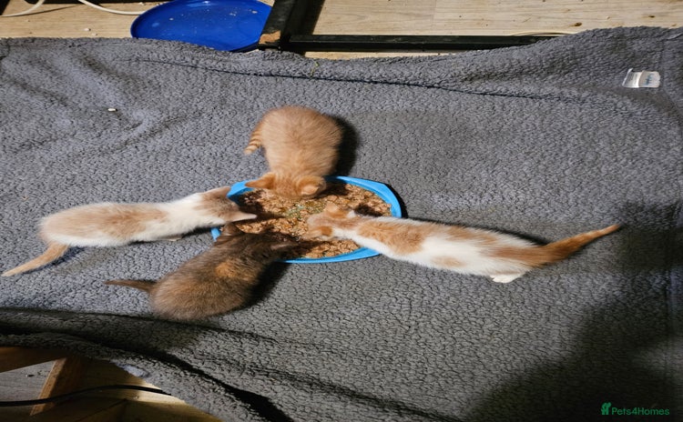 Mixed Breed cats - Advert 3