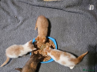 Mixed Breed cats - Advert 27