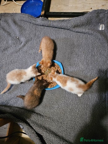 Mixed Breed cats - Advert 10