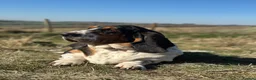Basset Hound dogs for sale: Need a loving home for our girl basset hound❤️ - Advert 5