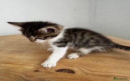 Bengal cats for sale: Mixed Bengal x Tabby - Image 11