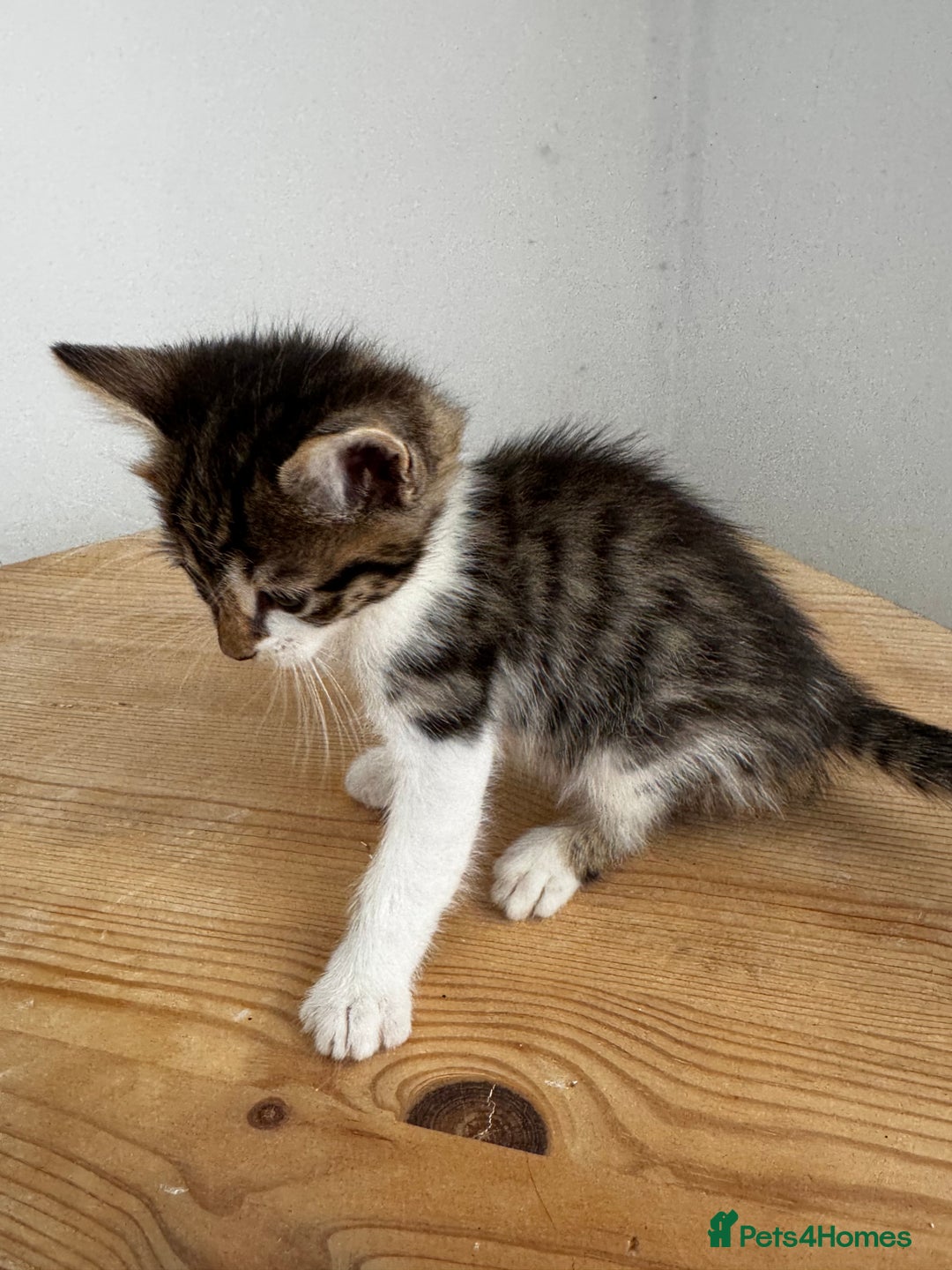 Bengal cats for sale: Mixed Bengal x Tabby - Image 11