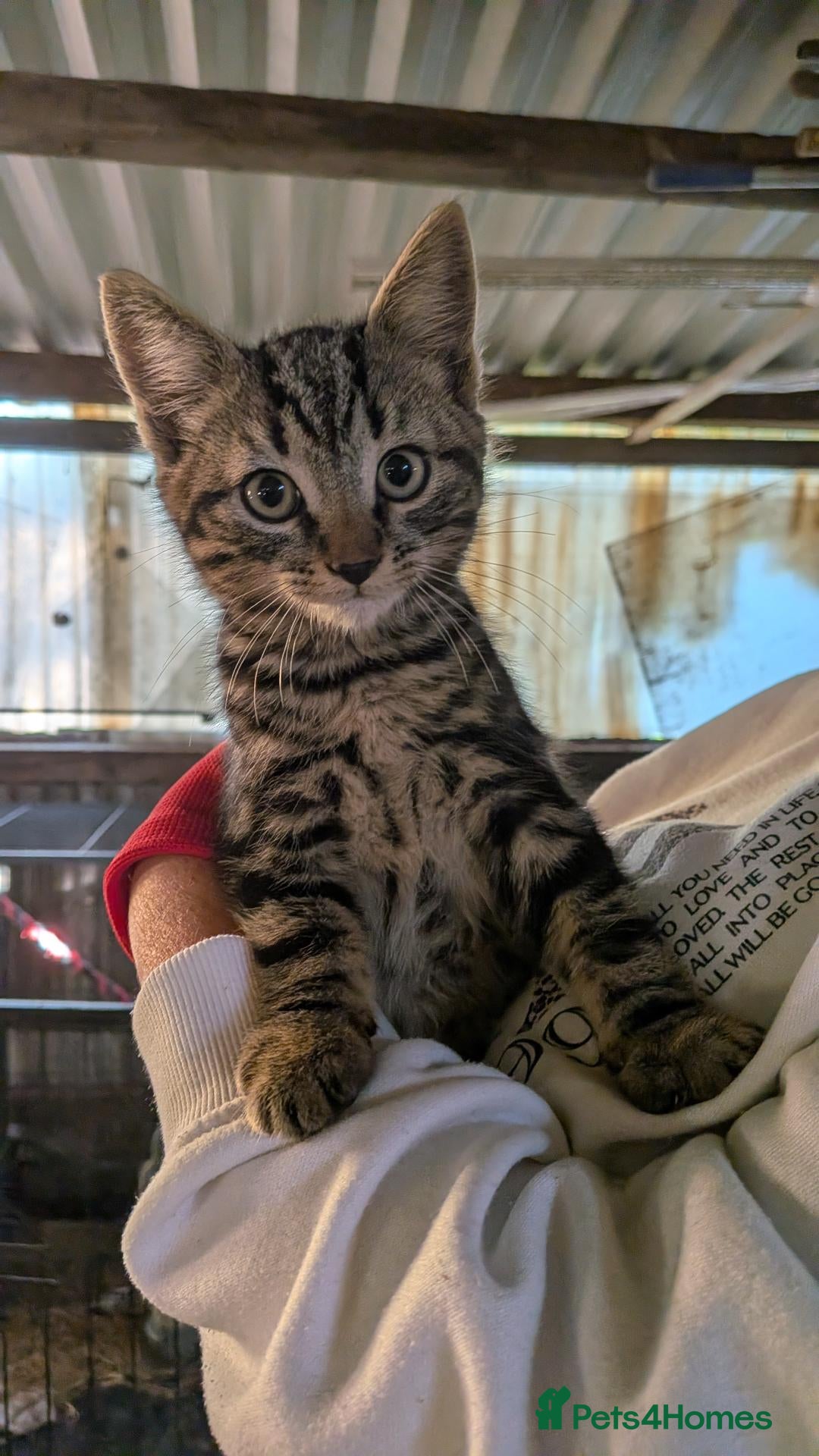 Mixed Breed cats 🐾Gorgeous Kittens Looking for Their Forever Homes - Advert 1