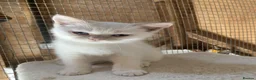 British Shorthair cats for sale: British Shorthair Kitten - Advert 5