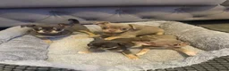 Chihuahua dogs for sale: Elite Litter of Hand-Reared Chihuahuas in Edinburgh - Advert 1