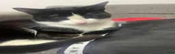 Mixed Breed cats for sale: 2 cats for sale in Huddersfield - Advert 2