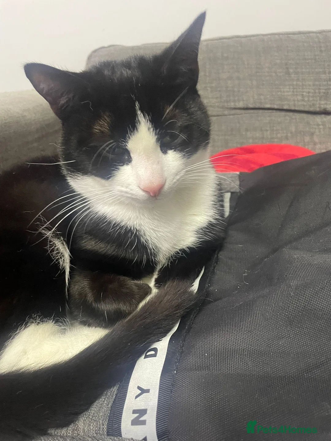 Mixed Breed cats for sale: 2 cats for sale in Huddersfield - Advert 2