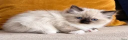 Ragdoll cats for sale: GORGEOUS TICA REGISTERED KITTENS  - Advert 5