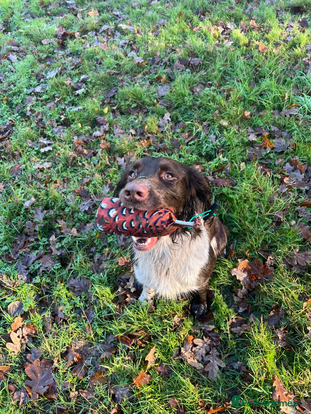 English Springer Spaniel dogs for sale: Working English springer spaniel dog - Advert 2