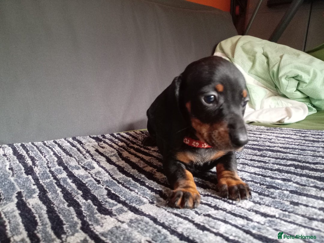 Dachshund dogs for sale: Beautiful dachshund babies  - Image 8
