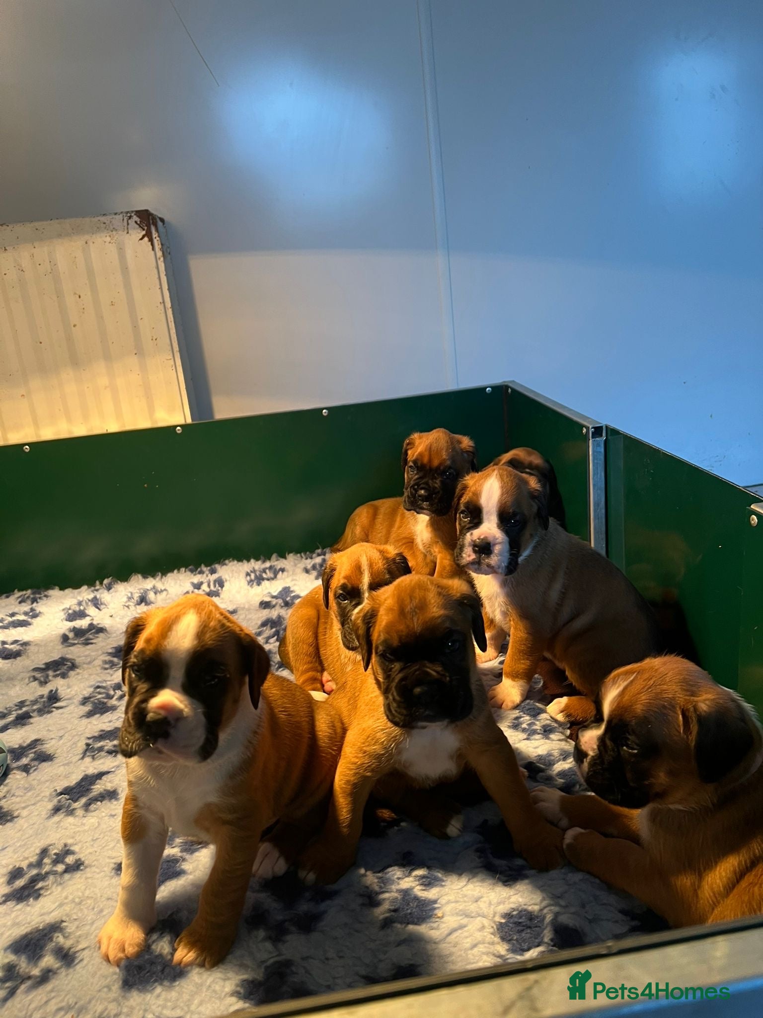 Boxer dogs Beautiful KC registered Boxer pups for sale  - Advert 1