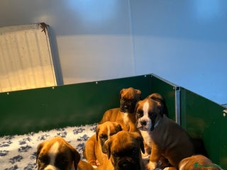 Boxer dogs Beautiful KC registered Boxer pups for sale - Advert 1