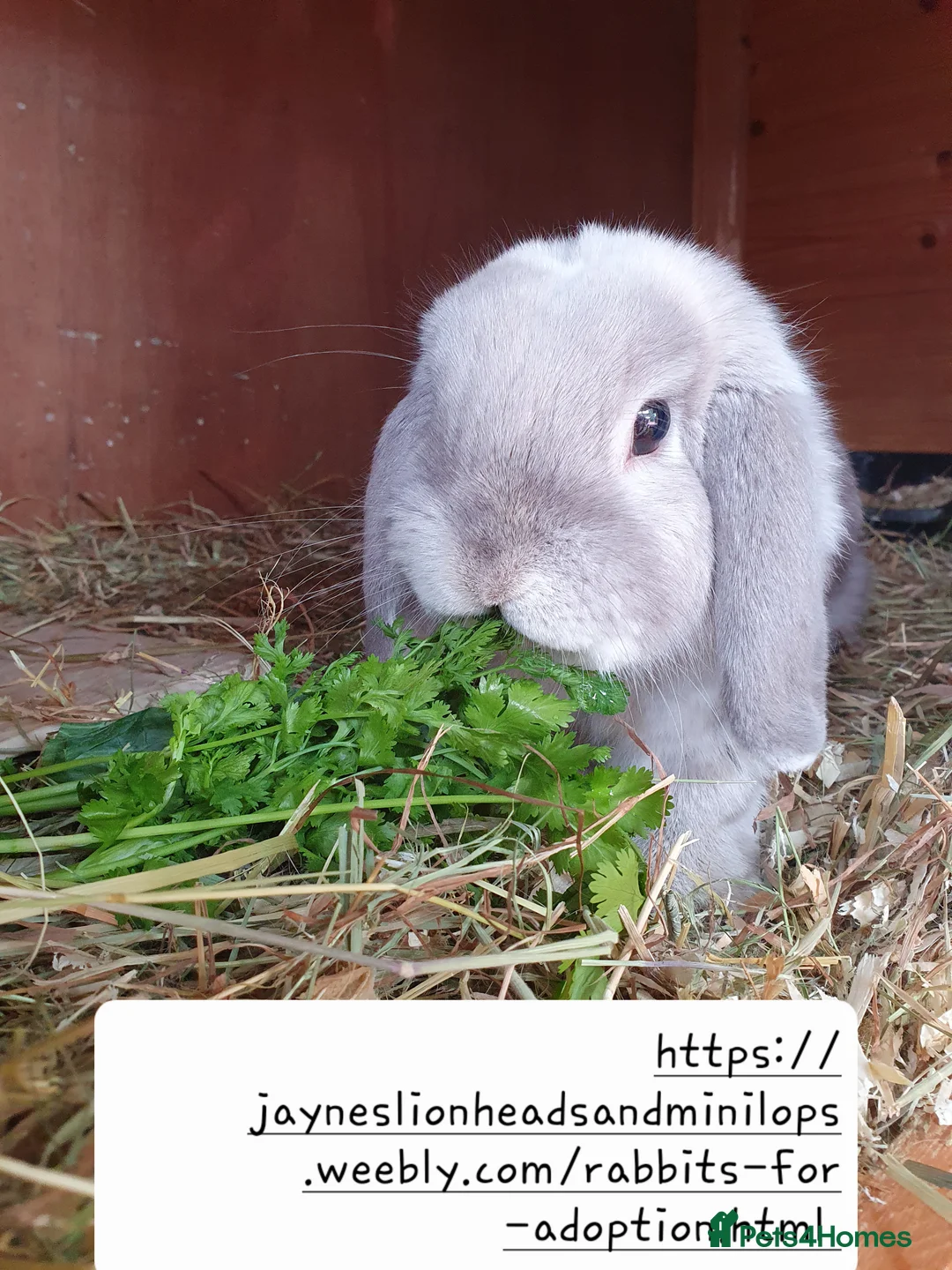 Mini Lop rabbits for sale: Spayed/neutered rabbits for adoption VAC rhd2 - Advert 6