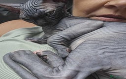 Sphynx cats for sale: Sphynx  - Image 4
