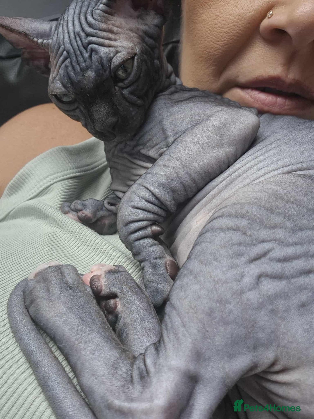 Sphynx cats for sale: Sphynx  - Image 4