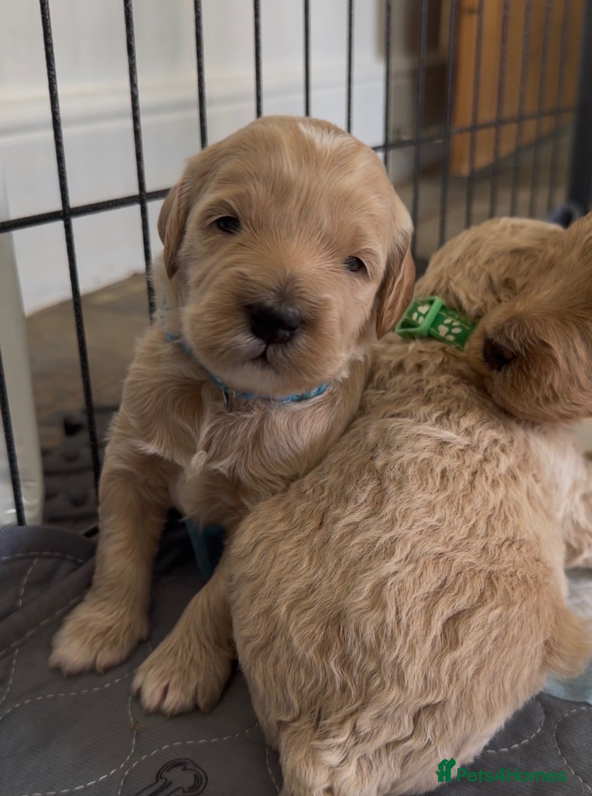 Mini Goldendoodle dogs Perfect Puppies! 🐶🫶🏻 - Advert 1