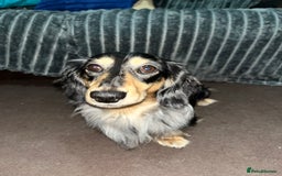 Miniature Dachshund dogs for stud: 1 year old long-haired dapple miniature dachshund  - Image 1